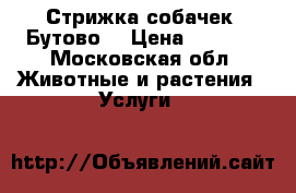 Стрижка собачек. Бутово. › Цена ­ 1 000 - Московская обл. Животные и растения » Услуги   